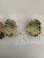 Rubroboletus eastwoodiae