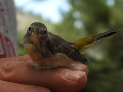 Leiothlypis virginiae