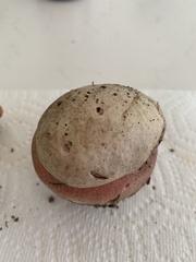 Rubroboletus eastwoodiae