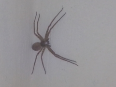 Heteropoda venatoria