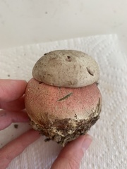 Rubroboletus eastwoodiae