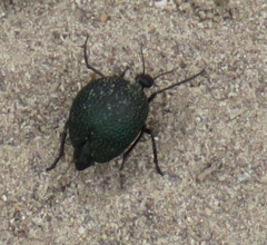 Cysteodemus wislizeni