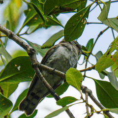 Chrysococcyx minutillus