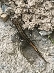 Desmognathus ochrophaeus