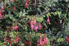 Fuchsia magellanica