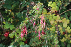 Fuchsia magellanica