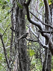 Antrostomus carolinensis