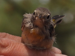 Leiothlypis virginiae