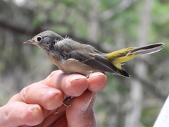 Leiothlypis virginiae