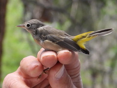 Leiothlypis virginiae