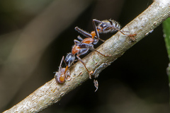Myrmecia nigrocincta