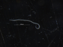 Nematoda