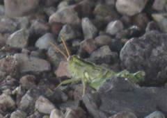 Aeoloplides rotundipennis