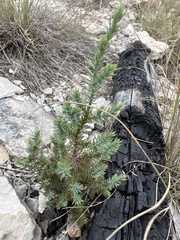 Juniperus pinchotii