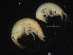 Gammarus setosus