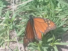 Danaus erippus