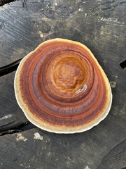 Microporus xanthopus