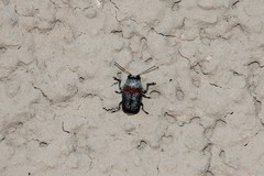 Pachybrachis thoracicus