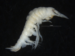 Gammarus setosus
