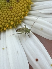 Taylorilygus apicalis