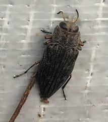 Chrysobothris femorata