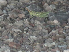 Aeoloplides rotundipennis