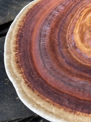 Microporus xanthopus