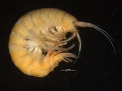 Gammarus setosus