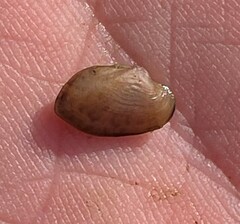 Truncilla donaciformis