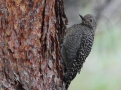 Sphyrapicus thyroideus