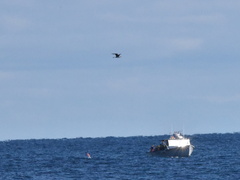 Stercorarius pomarinus