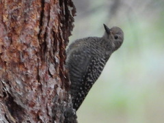 Sphyrapicus thyroideus