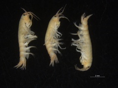 Gammarus setosus