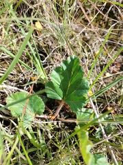 Pelargonium rodneyanum