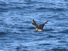 Stercorarius pomarinus