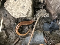 Plethodontinae