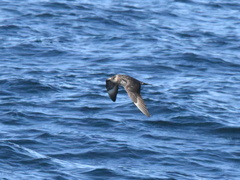 Stercorarius pomarinus