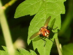 Gymnoclytia
