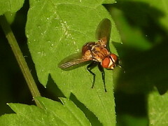 Gymnoclytia