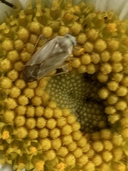 Taylorilygus apicalis