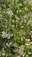 Ageratina altissima