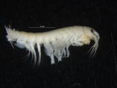 Gammarus setosus