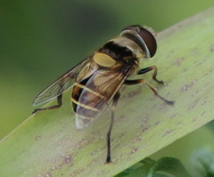 Palpada pusilla