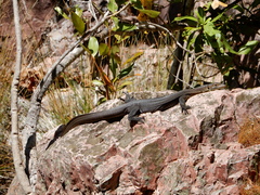 Varanus mertensi