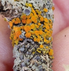 Polycauliona polycarpa