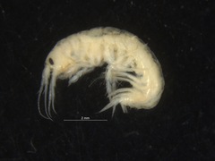 Gammarus setosus