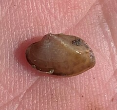 Truncilla donaciformis