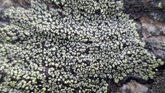 Rhizocarpon