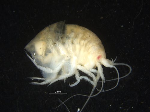 Representative image of Orchomene