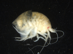 Orchomene
